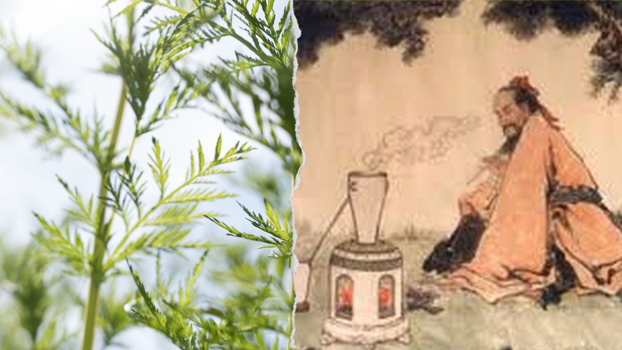 Titelbild - Die kulturelle Bedeutung der Artemisia annua. Links eine Artemisia annua Pflanze, rechts eine alte Chinesische Zeichnung