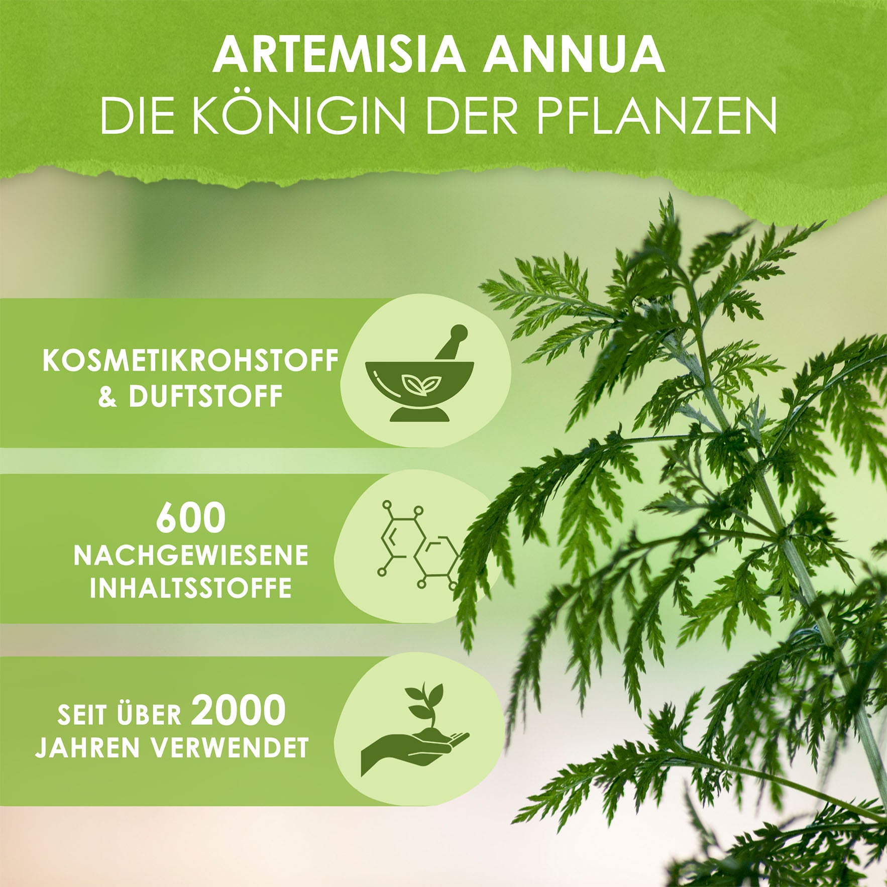 Artemisia annua Pflanzenauszug Alkohol 70% Vol.