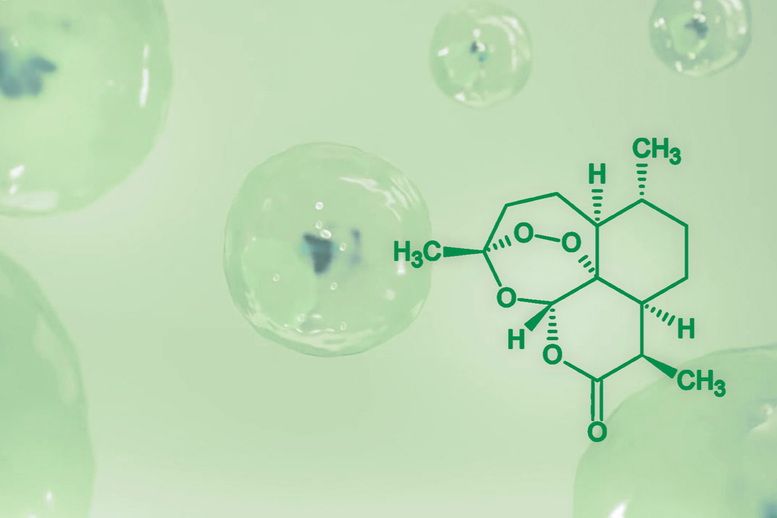 Artemisinin: Der "Revolutionäre Inhaltsstoff” in Artemisia annua