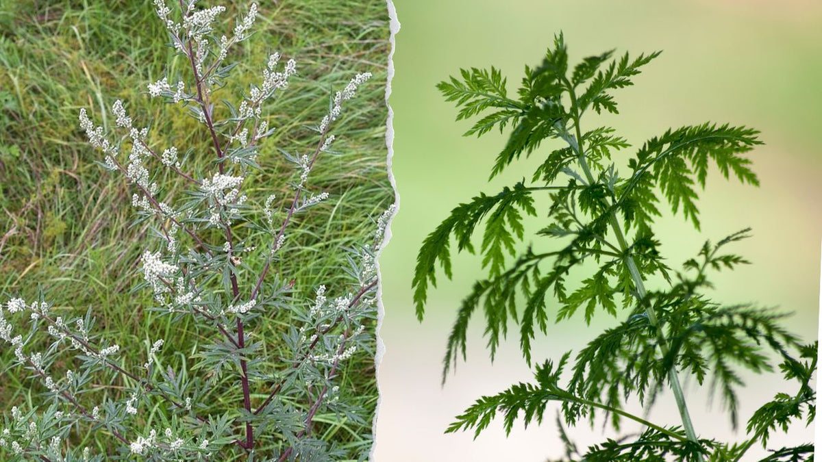 Artemisia annua / Einjähriger Beifuß kaufen