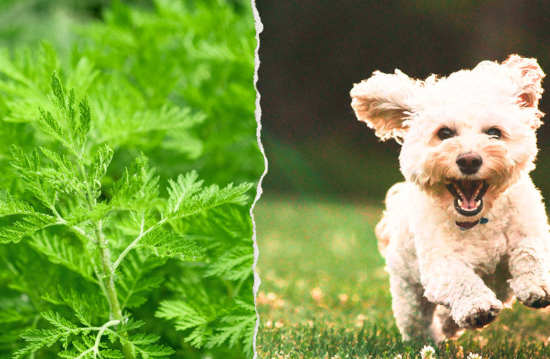 Artemisia annua für Hunde: Was Sie als Haustierbesitzer wissen sollten