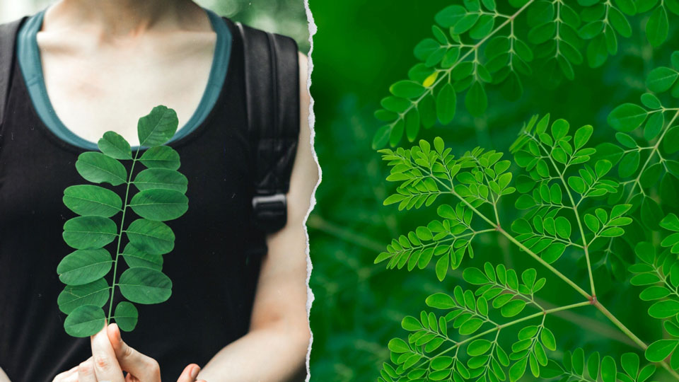 Eine Person hält ein Moringa-Blatt in der Hand, daneben eine Nahaufnahme eines Moringa-Zweigs in natürlicher Umgebung.