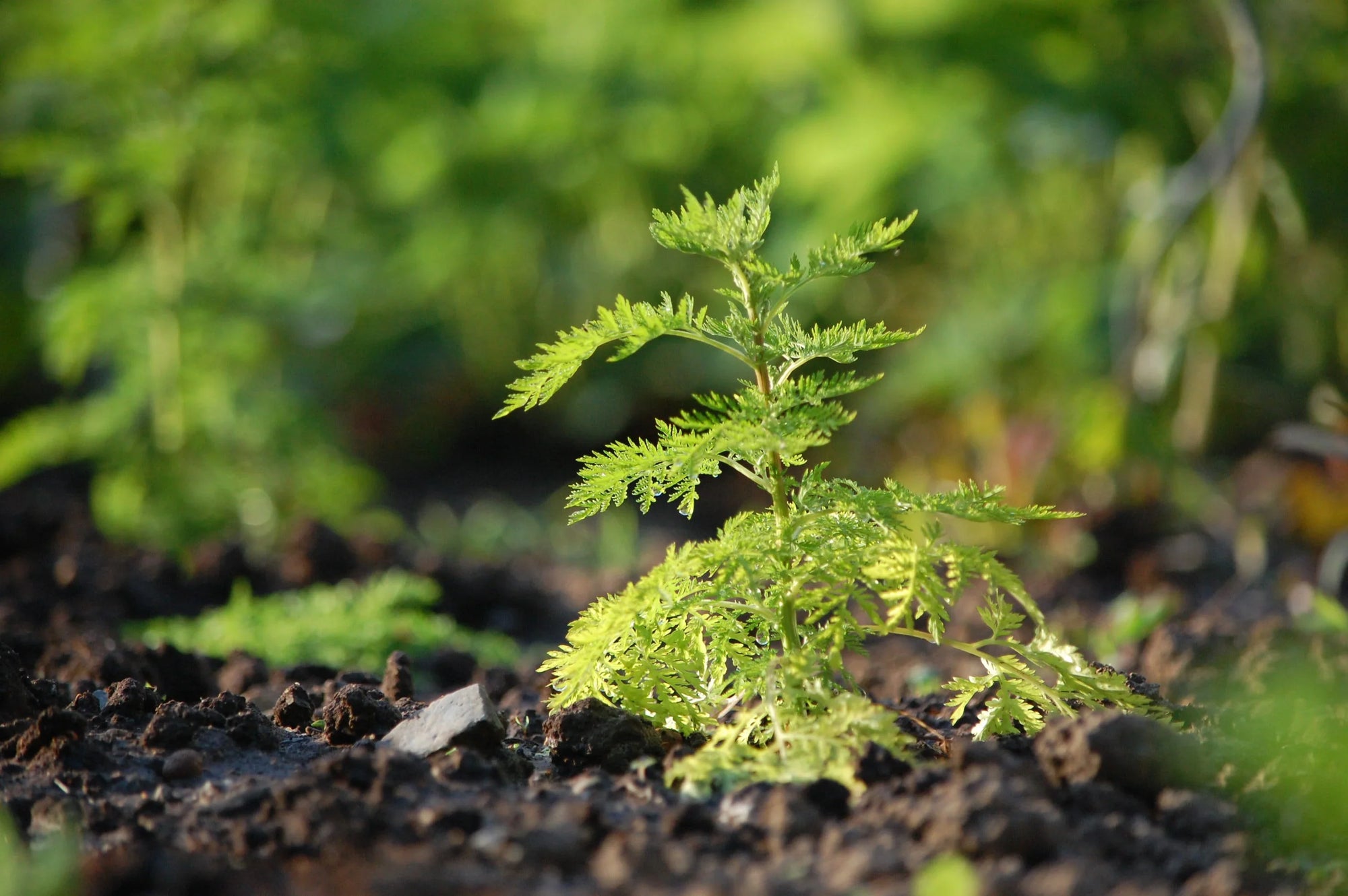 Comparación de Artemisia annua: la forma silvestre (A-2) y nuestro cultivar (A-3)