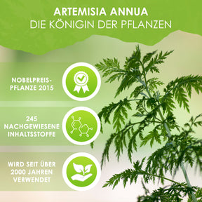 Artemisia annua anamed (A-3) Salbe