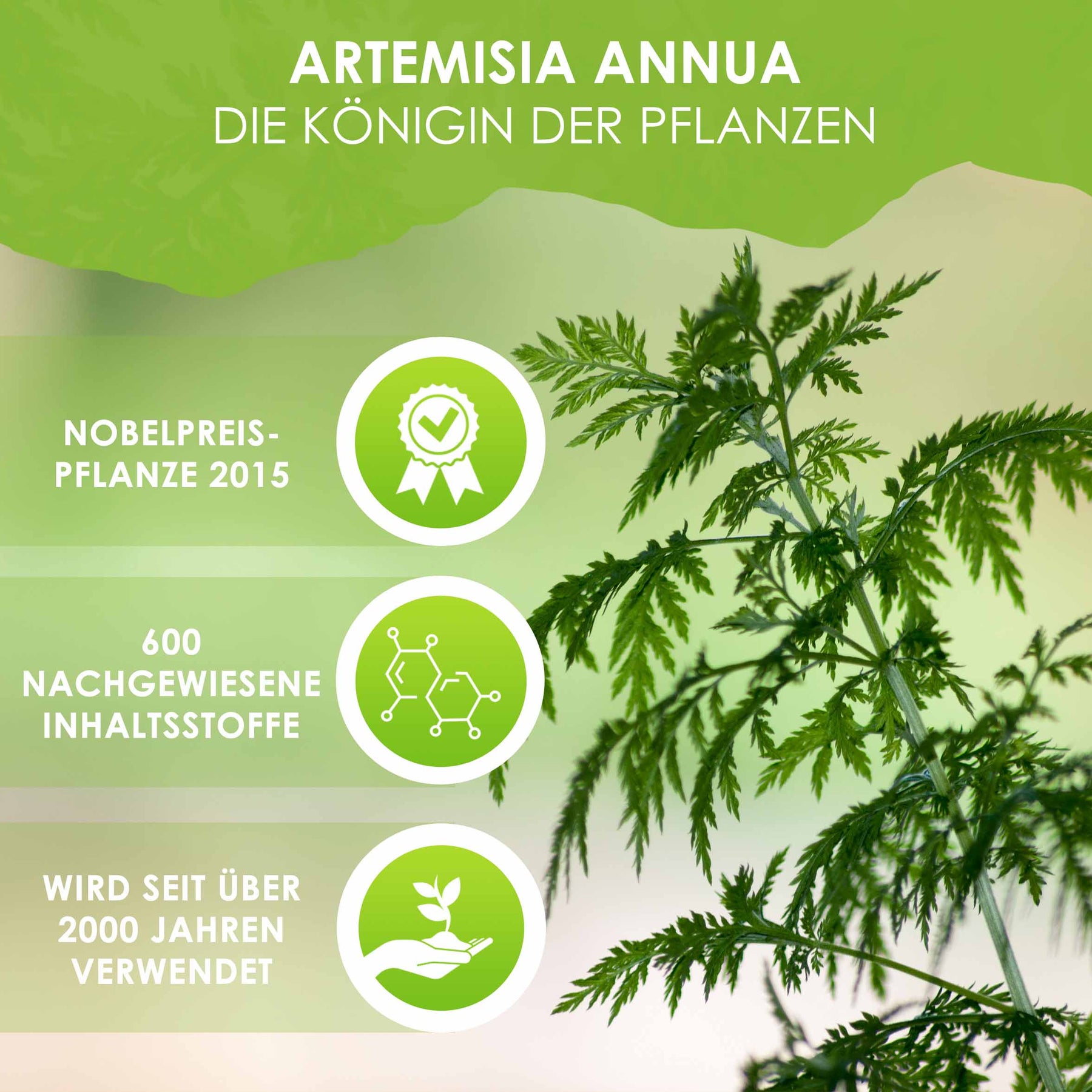 Artemisia annua anamed (A-3) Esqueje de hoja