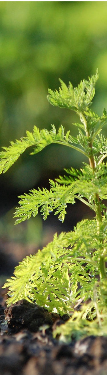 Junge Artemisia Pflanze Nahaufnahme