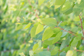Eukalyptus maidenii Blattschnitt